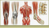 musculoskeletal specialties